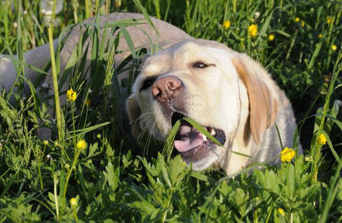 почему собака ест траву