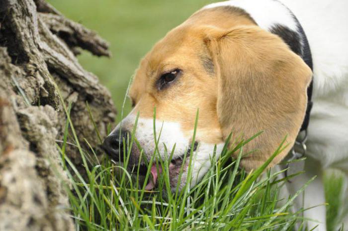 почему собака ест траву на улице