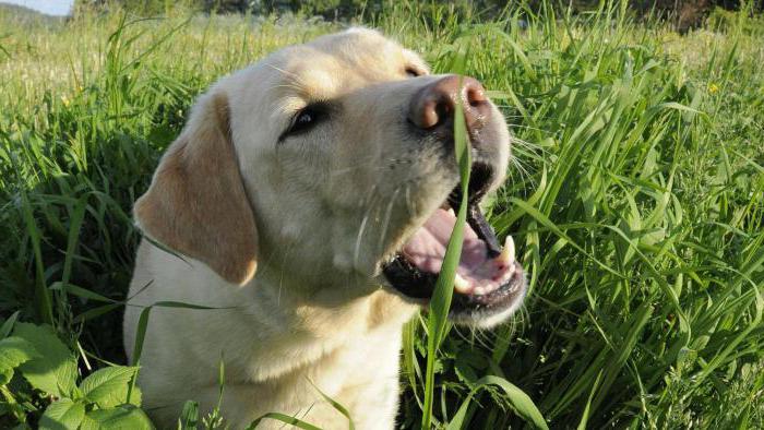 почему собаки едят траву ответы 