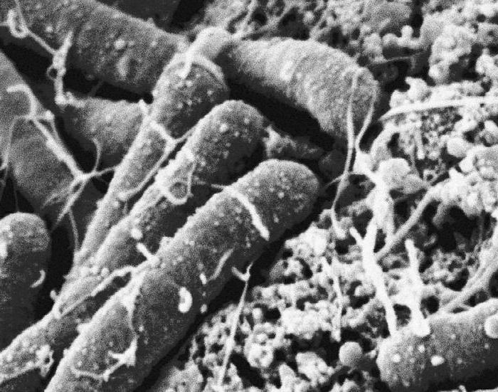 значение почвенных бактерий 