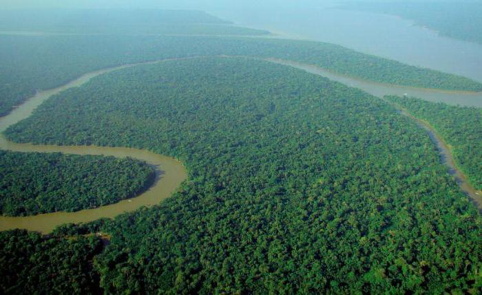 Растения экваториальных лесов