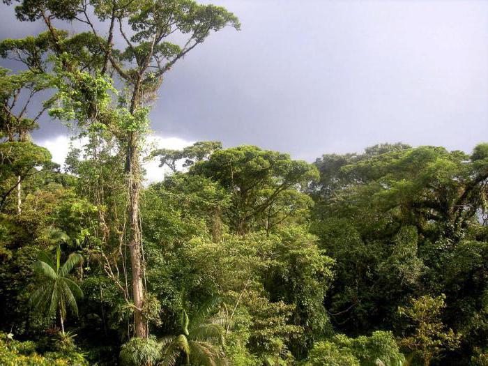 Растительный мир экваториальных лесов