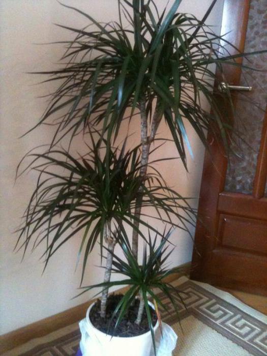пальма в домашних условиях виды