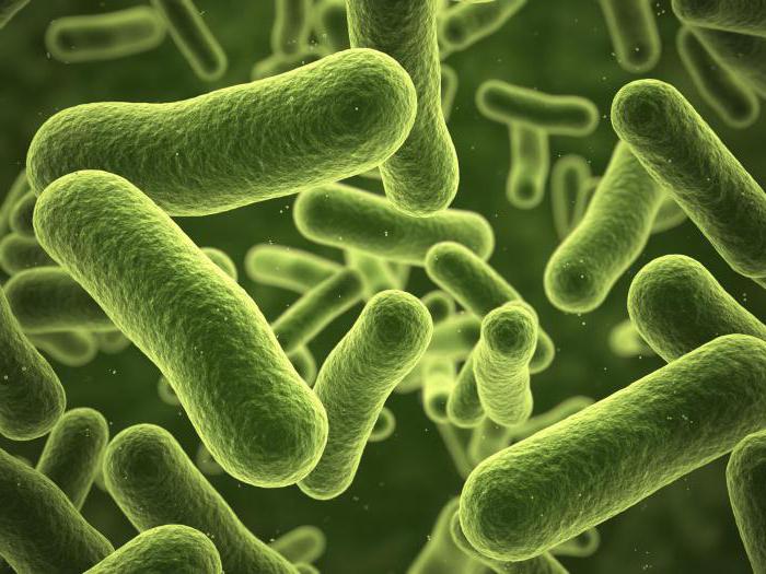 определение колиформных бактерий