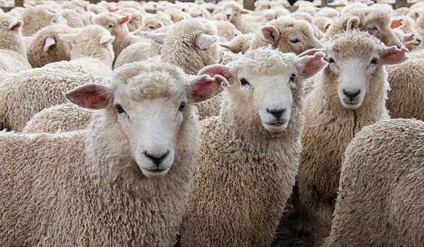 куйбышевская порода овец отзывы 
