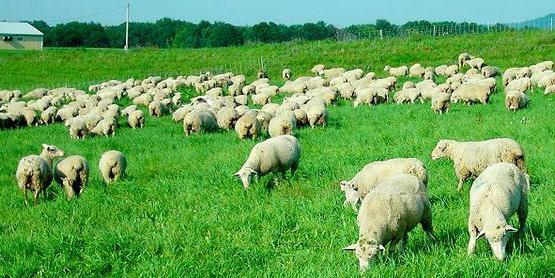 куйбышевская порода овец характеристика 