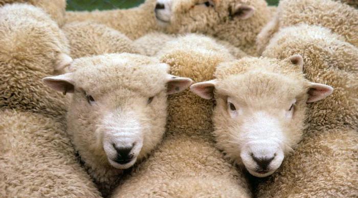  овца куйбышевской породы описание 