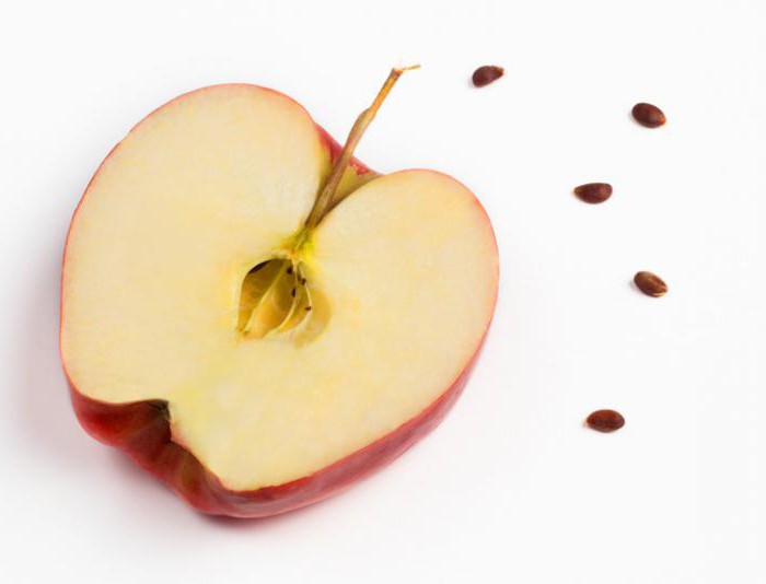 изучите строение семени яблони тыквы или