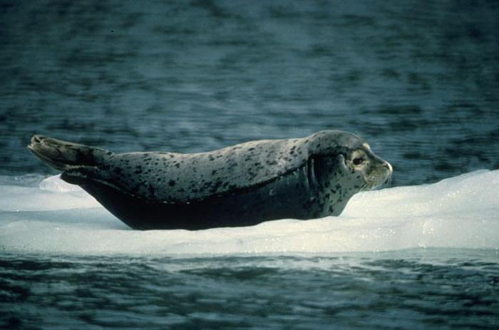 вид тюленя в пресной воде