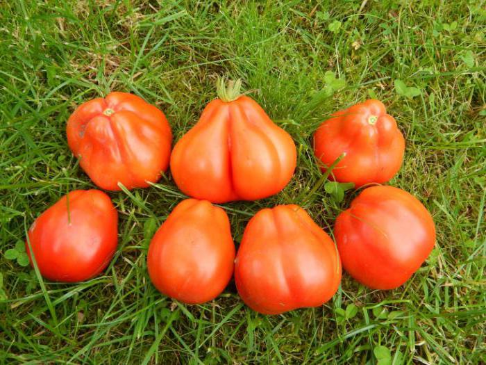 томат инжир красный отзывы 