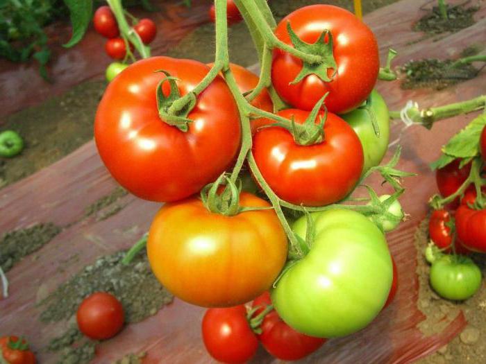 томаты сорта красным красно отзывы 