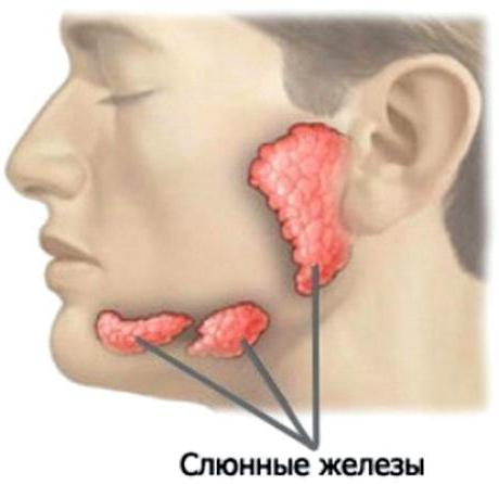 где находится слюнная железа