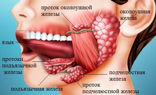 где слюнные железы