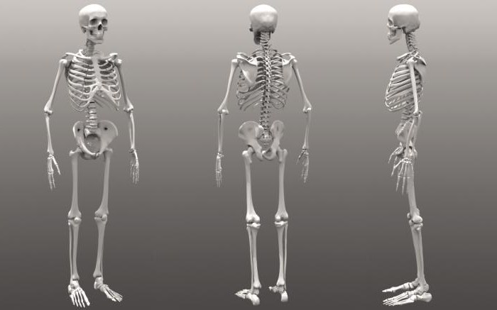 Виды соединения костей