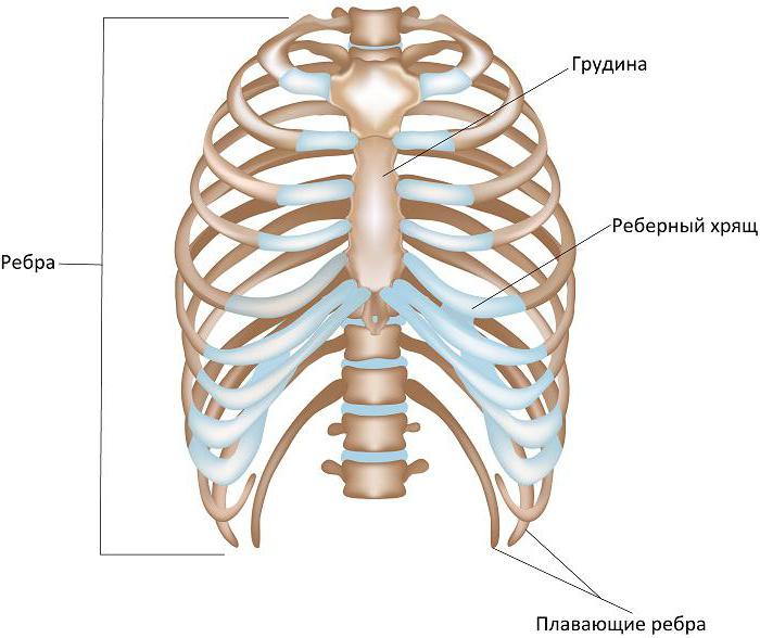 Виды фиброзных соединений костей
