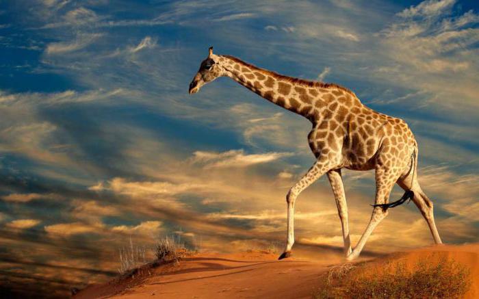 Анализ стихотворения н гумилева жираф