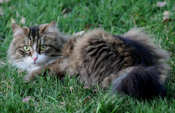 шотландская вислоухая кошка описание породы характер