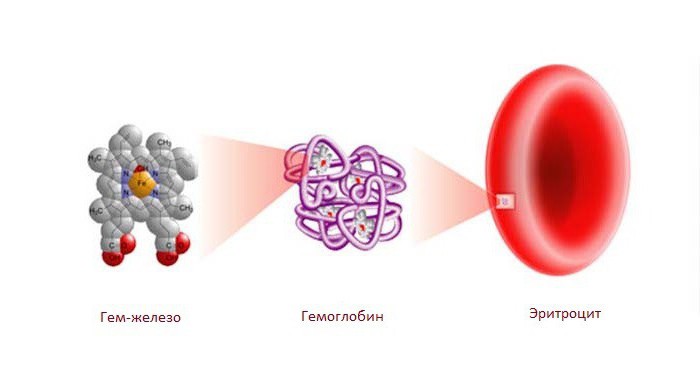 Какими буквами пишется гемоглобин thumbnail