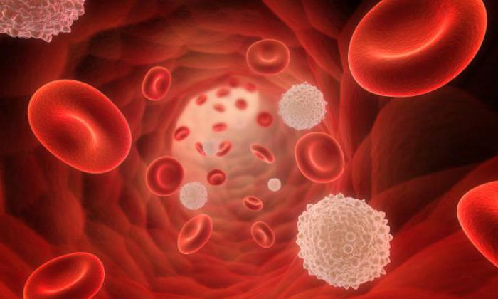 лейкоциты обозначение в анализе крови норма 