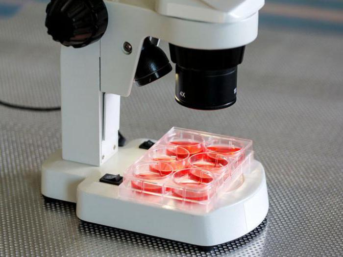 лейкоциты обозначение в анализе крови буквы 
