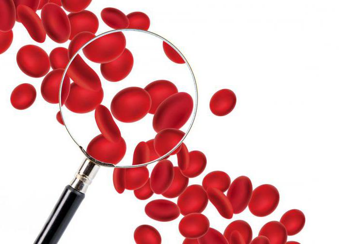 обозначение лейкоцитов в клиническом анализе крови 
