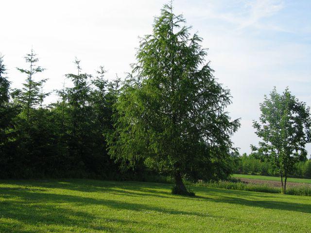 дерево символ россии
