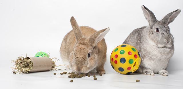 комбикорм для кроликов богданович состав