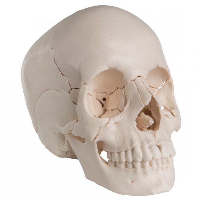виды соединения костей черепа