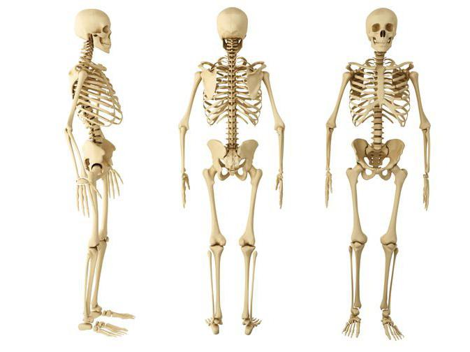 виды костей человека