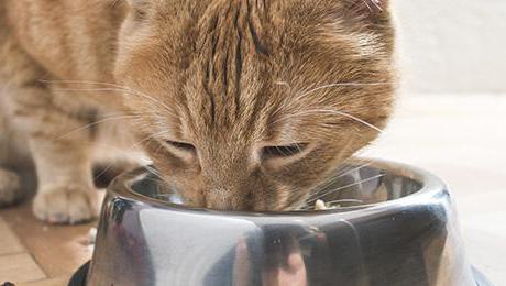 феликс корм для кошек отзывы ветеринаров