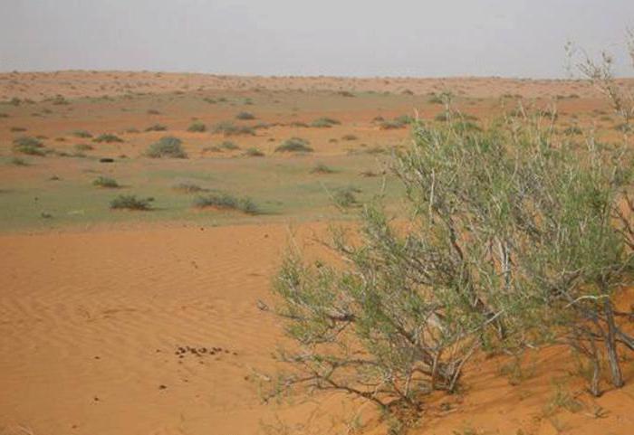 растения пустыни джузгун