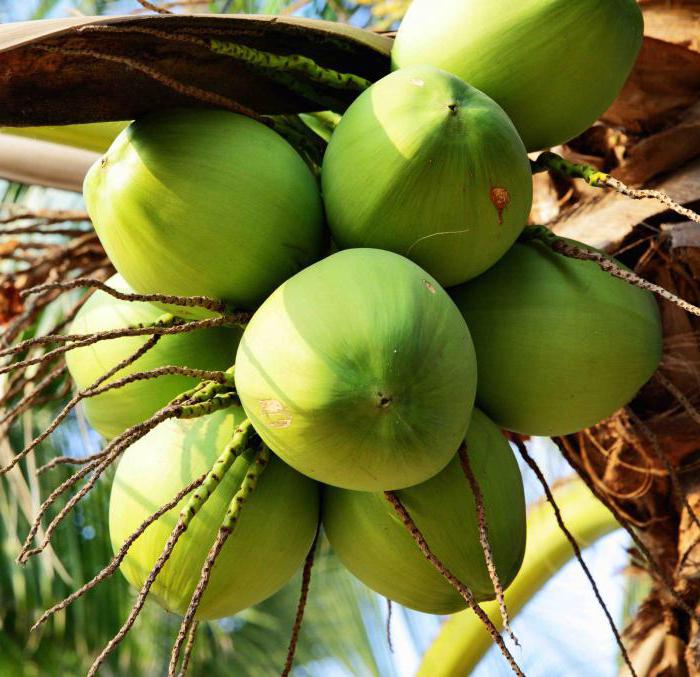 кокосовые наматрасники