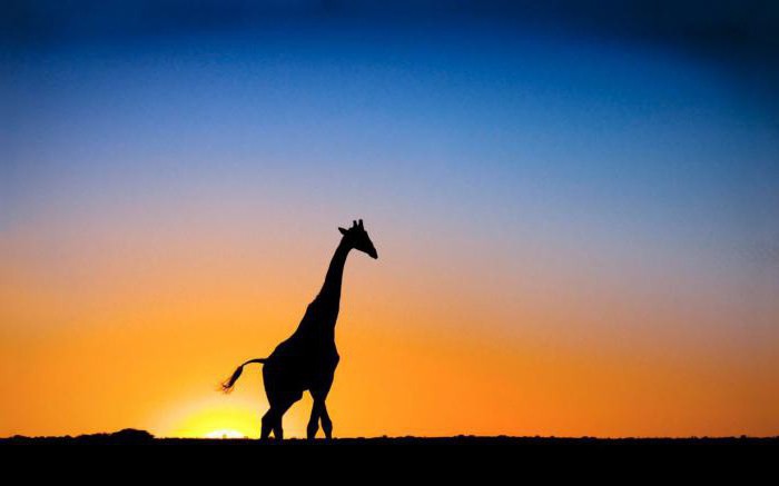 анализ стихотворения жираф гумилев
