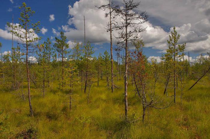 Разнообразие природы Ленинградской области