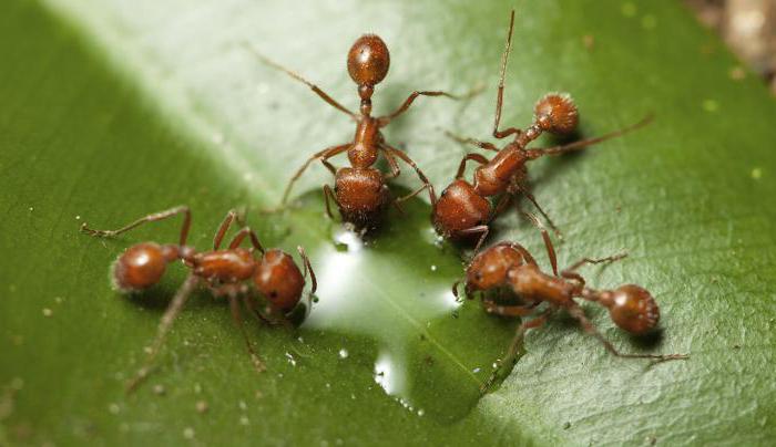 интересные факты о муравьях