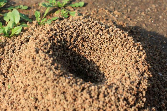интересные факты про муравьев