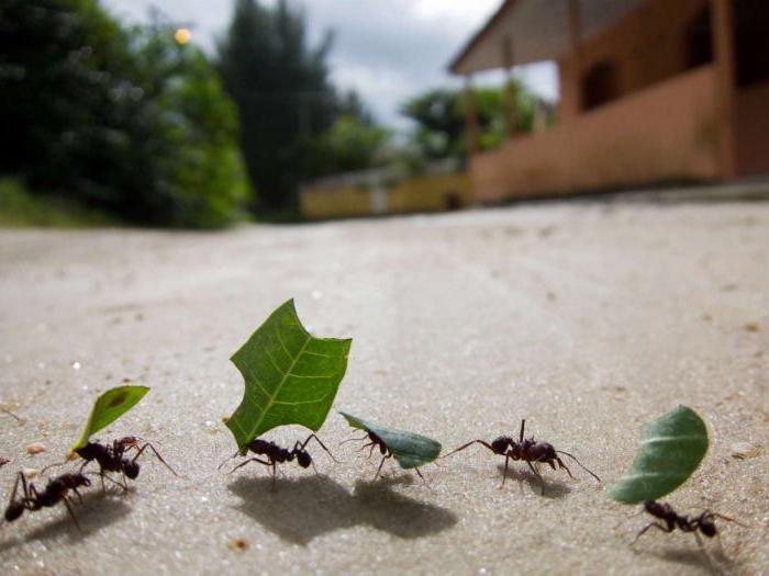 интересные факты про муравья для детей