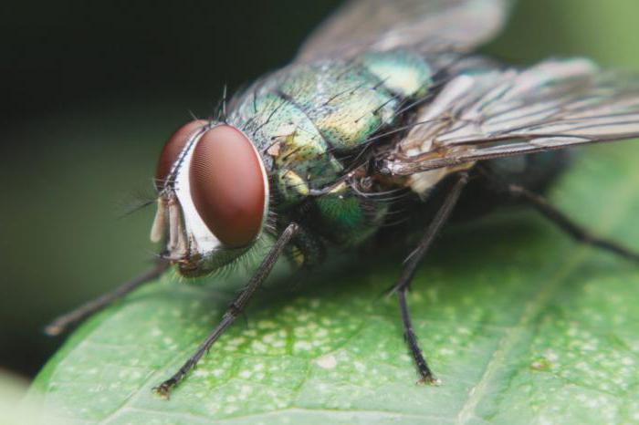 чем питается муха в природе 