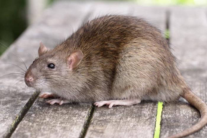 уничтожение крыс и мышей 