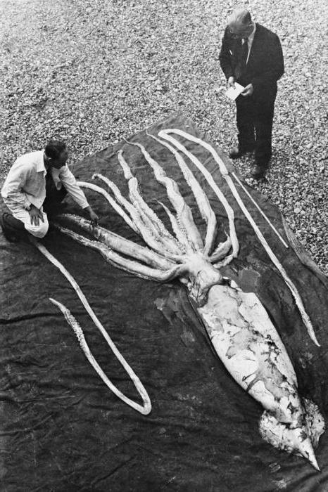 гигантские кальмары история