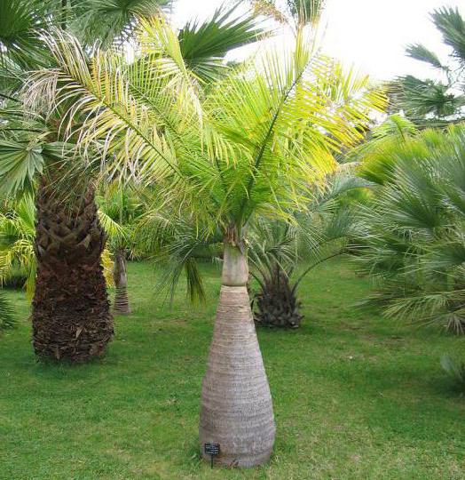 кокосовая пальма