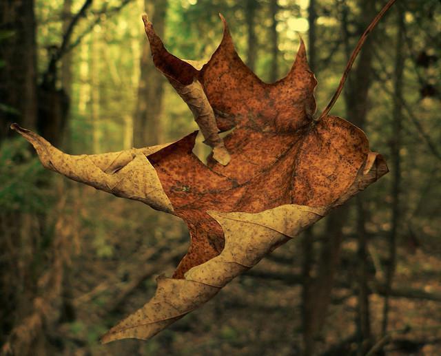 почему опадают листья с деревьев