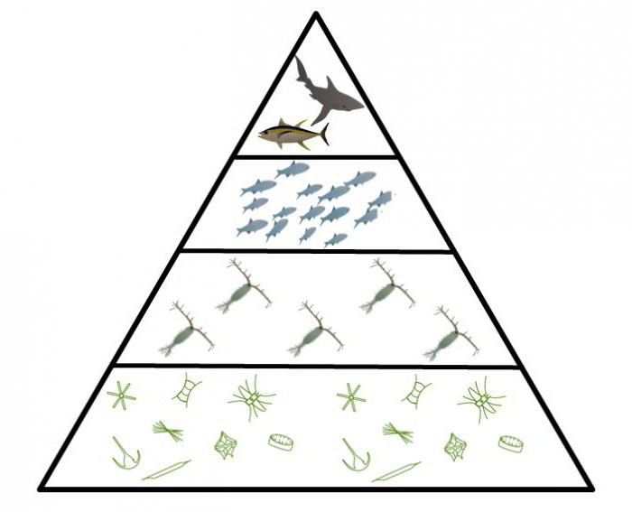 основание экологической пирамиды