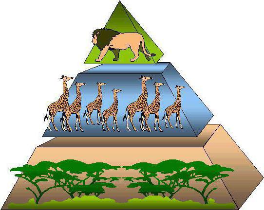уровни экологической пирамиды
