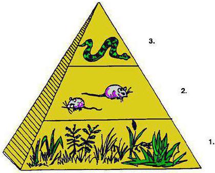 виды экологических пирамид