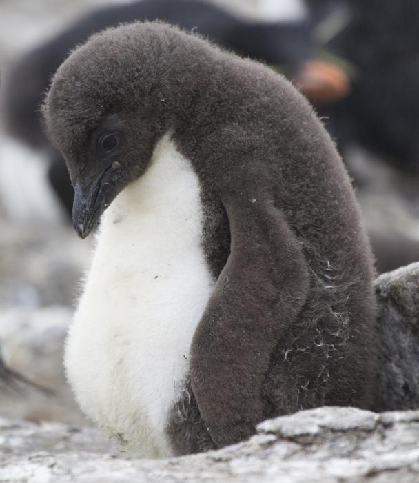 Хохлатые пингвины описание