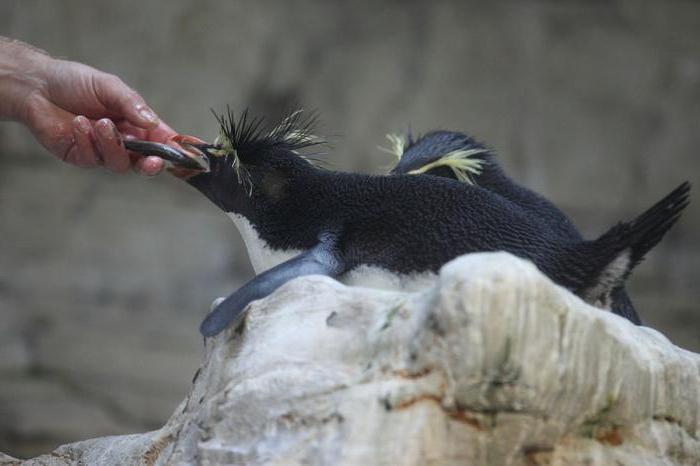 Скалистый златовласый пингвин