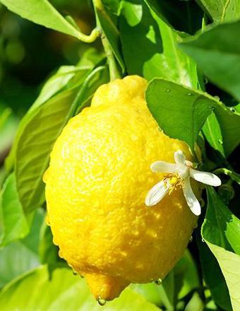 Где растет самый большой лимон в мире