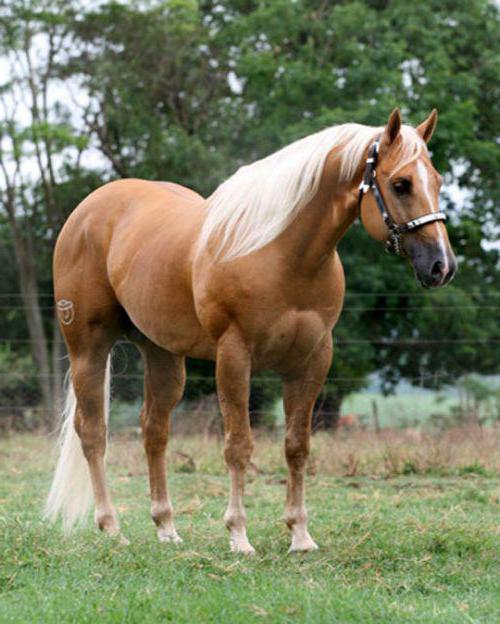 Дикие лошади: где живут и обитают кони в природе, как называются