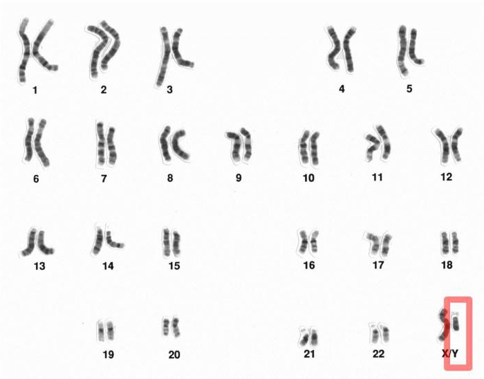 мужской набор хромосом